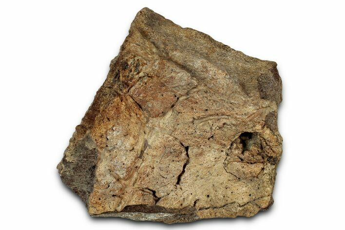 Dinosaur (Triceratops) Frill Shield Section - Montana #355177